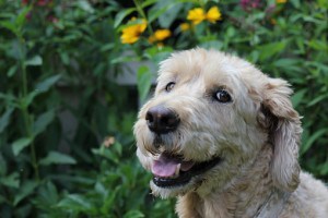 A Girl, Her Dog, and a Furry Foot Forward for Disability Rights